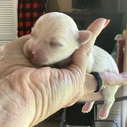 Cy - male Morkie puppy in De Kalb, Texas from MC Kennels