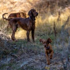 Irish Setter Puppies from Spring Creek Irish Setters