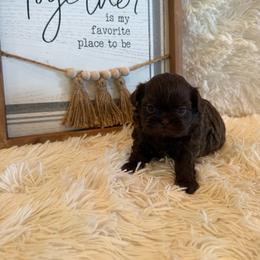Kayce - Chocolate male Shih Tzu puppy in Success, Missouri from Sweet Success
