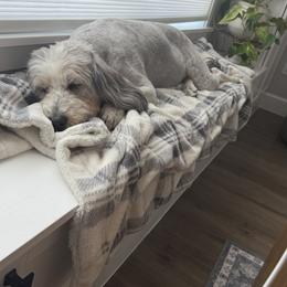 Ruby - Bernedoodle