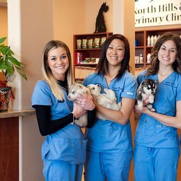 Siberian Husky Puppies from Pachodi Kennels