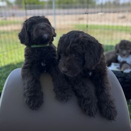 Bernedoodle, Goldendoodle, and Sheepadoodle Puppies from High Desert Doodles