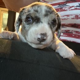 White Piebald dapple black - Piebald male Dachshund puppy in Henrico, Virginia from All About Pets