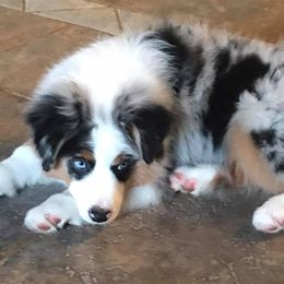 Miniature American Shepherds and Parson Russell Terriers from Red Rock