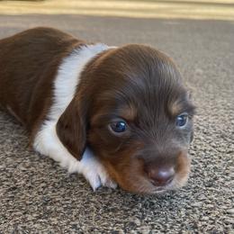 Lil Trixie - Piebald female Dachshund puppy in Jackson, Tennessee from Cashmere Crown Mini Dachshunds