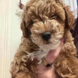 Poodle Puppies from Sealy Toy Poodles