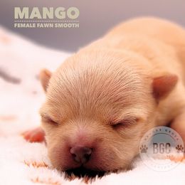 Mango - Fawn female Chihuahua puppy in Forsyth, Georgia from Brooks Grove Canines LLC