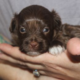 Russian Tsvetnaya Bolonka puppies from Alchemy Havanese