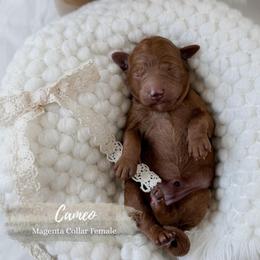 Cameo - Red  female Goldendoodle puppy in Roanoke Rapids, North Carolina from Sweeter than Honey Doodles