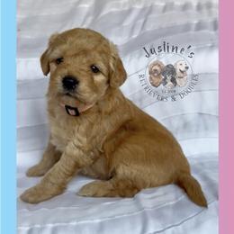 Amara - Apricot female Goldendoodle puppy in Sterling, Connecticut from Justine’s Retrievers and Doodles