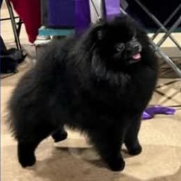 Ninja - Pomeranian