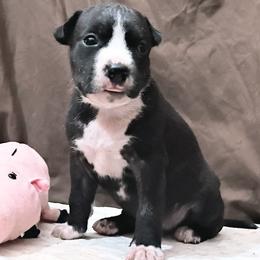 Girl 2 - Martha Washington - Black brindle female American Staffordshire Terrier puppy in Bastrop County, Texas from Ironheart American Staffordshire Terriers