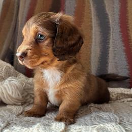 Layla - Chocolate Based Shaded Red Female - Red female Dachshund puppy in Mesa, Arizona from Ruby Desert Doxies