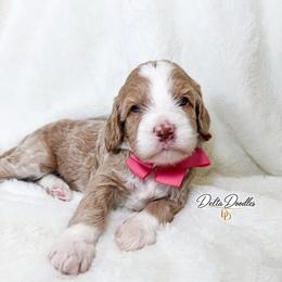Latte - Caramel female Labradoodle puppy in Clovis, California from Delta Doodless