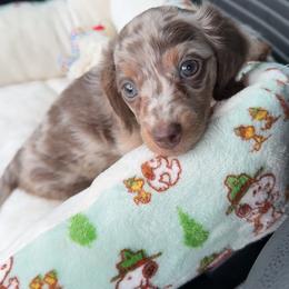 Dachshund Puppies from Bo Didley's Doxies