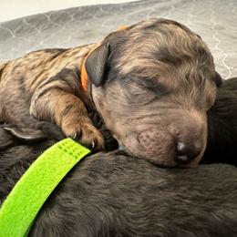 Mr Orange - Merle male Goldendoodle puppy in San Diego, California from Sensational Doodles