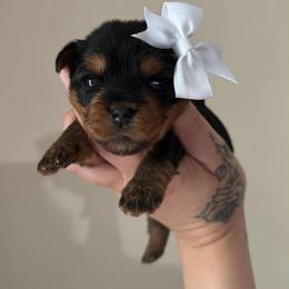 Sally - Black and tan female Yorkshire Terrier puppy in Georgia from Nalley Kennels