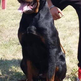 Dachshunds and Rottweilers from Northern Indiana Rottweilers