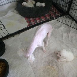 Boy 1 - White male Maltese puppy in Selma, North Carolina from Havenkennels