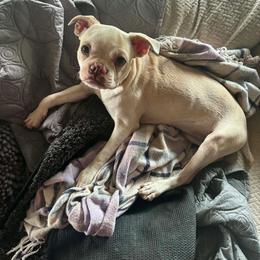 Missy - Lilac female Boston Terrier puppy in Farmington, Connecticut from Boston Luvs