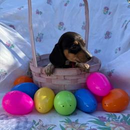 Puppy 3 - Black and tan female Dachshund puppy in Riverside, California from Saddle Up Dachshunds