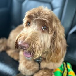 Elsa - Australian Labradoodle