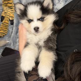 Bowser - Black and white male Pomsky puppy in Scandinavia, Wisconsin from Bonnie’s Little Fluffys