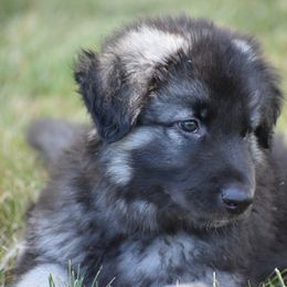 Shiloh Shepherd Puppies from Echo Shilohs