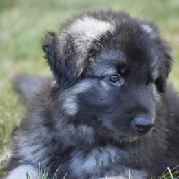 Shiloh Shepherd Puppies from Echo Shilohs