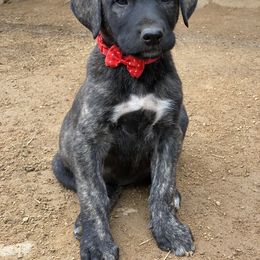 Boy 1 - Fawn Anatolian Shepherd Dog puppy in San Diego (Jamul), California from Lee Valley Scotties