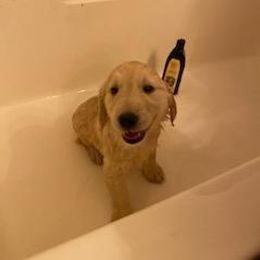 Golden Retriever Puppies from Canyon Ridge Goldens