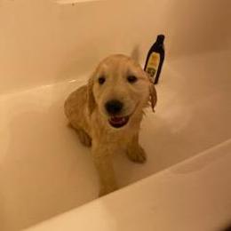 Golden Retriever Puppies from Canyon Ridge Goldens