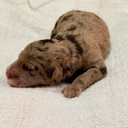Lark - Merle male Goldendoodle puppy in Livermore, Colorado from Heritage Hills Family Doodles