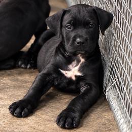 Kodak - Black brindle male Cane Corso puppy in Trenton, Texas from Trained To Go Corso Kennels (T.T.G. Corso Kennels)