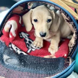 Dachshund Puppies from Northwest Dachshunds