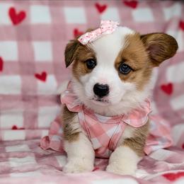 Peppermint Patty aka Patsy Cline - Sable and white female American Corgi puppy in Clarksville, Tennessee from Cold Creek Family Farm LLC
