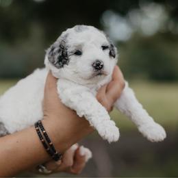 Parsley - Blue merle female Aussiedoodle puppy in Lake City, Florida from North Florida Poodles and Doodles