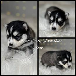 Sam the snowman - Gray and white male Pomsky puppy in Rossville, Georgia from Scenic City Pomskies