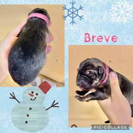 Breve - Pink collar girl - Sable female German Shepherd puppy in Oakley, California from Von Guadachi German Shepherds & Audacity Border Collies