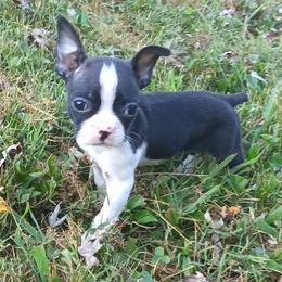 Nero - Black brindle and white male Boston Terrier puppy in Smallett, Missouri from B's Bostons