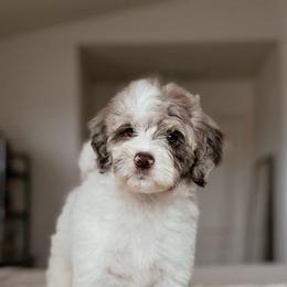 Everglade, Girl - Chocolate merle female Bernedoodle puppy in Maricopa, Arizona from Desert Ridge Doodles