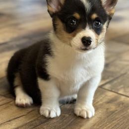 American Corgi and Pembroke Welsh Corgi Puppies from Woodwick Corgis