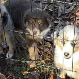 RTM 2 - Red tri-color male Miniature American Shepherd puppy in Prairie Grove, Arkansas from IQ Farms