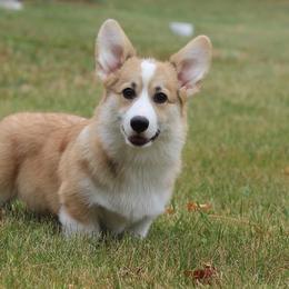 German Shepherds and Pembroke Welsh Corgis from Vom Musselman German Shepherds and Forte Pembroke Welsh Corgis
