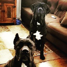 Cane Corso from Deseri Tellez's Cane Corsos