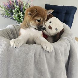 Shiba Inu Puppies from Shiba Shenanigans