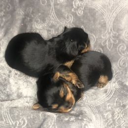 Yorkshire Terrier Puppies from YorkiStars