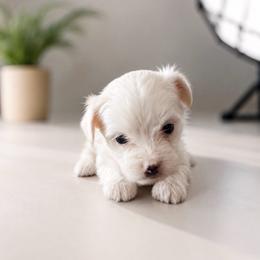 Violet - White female Morkie puppy in Tampa Bay, Florida from Woodpecker Ridge Pups