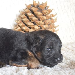 Sterling - Black and red male German Shepherd puppy in Lexington, Virginia from Buffelbach Farmstead Shepherds