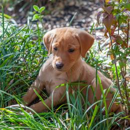German Shorthaired Pointer and Labrador Retriever Puppies from LL Gun Dogs, LLC